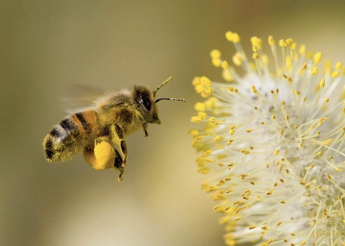 Les abelles són essencials per a la biodiversitat i els ecosistemes